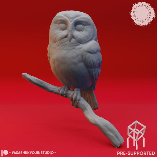 Northern Saw Whet Owl - Bust (Pre-Supported STL)